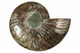 Cut & Polished Ammonite Fossil (Half) - Madagascar #344427-1
